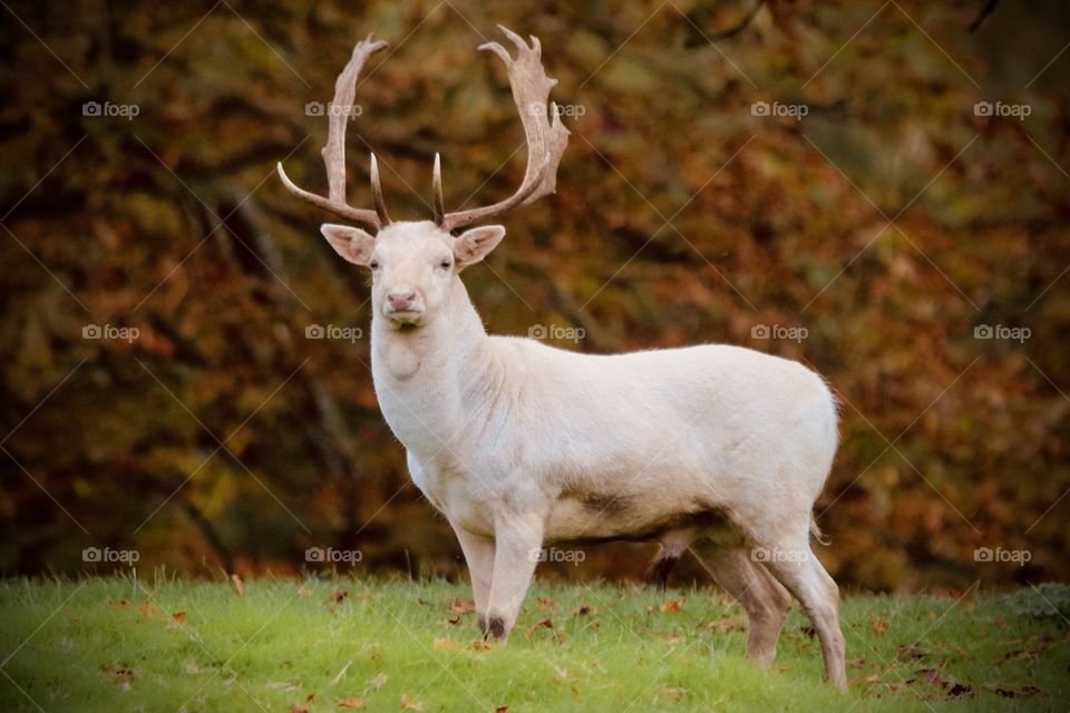 Fallow deer