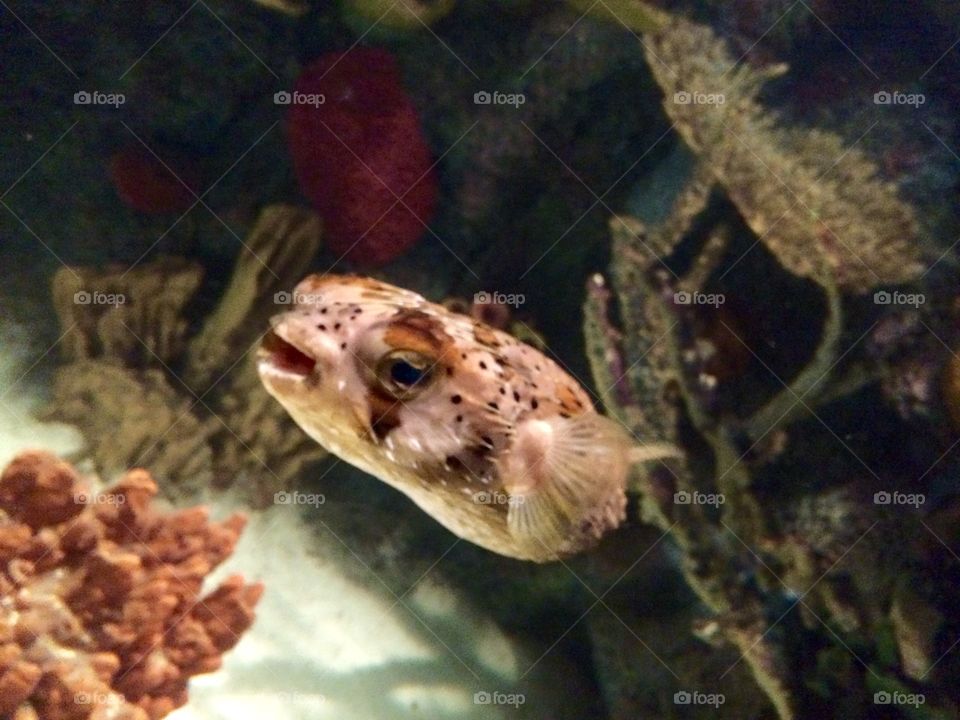 Pufferfish . Zoo trip- May 2015 