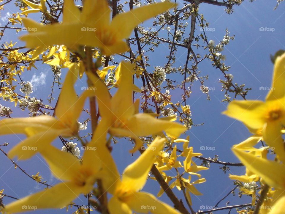 Forsythia. spring story