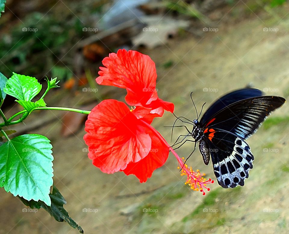 Butterfly collecting honey from flower chinarose