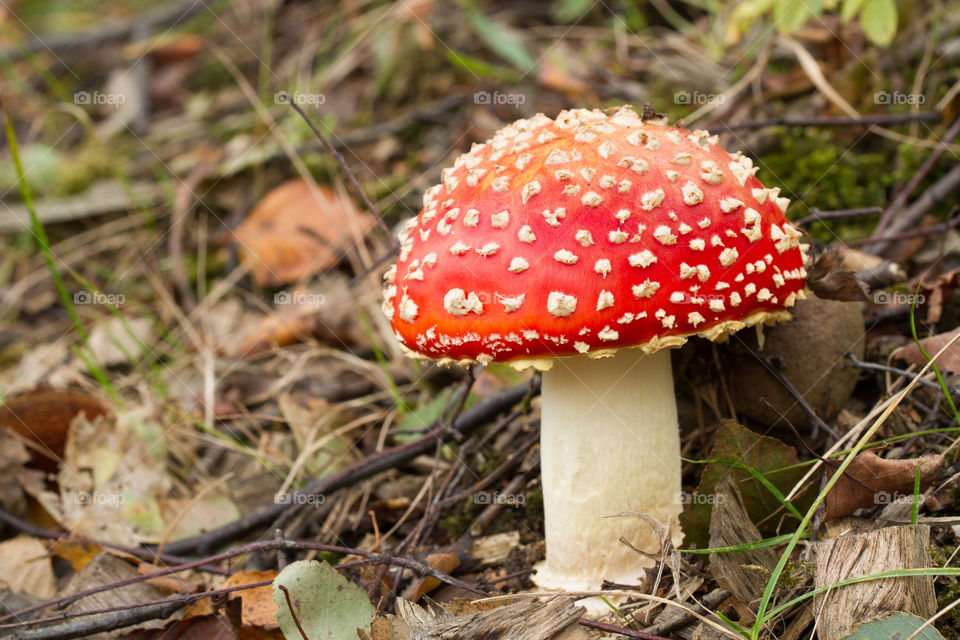 Red Capped Toadstool. A red capped toadstool in the undergrowth and woodland area.