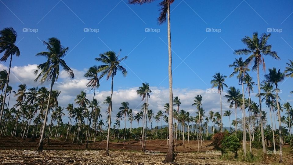 Coconut Field -