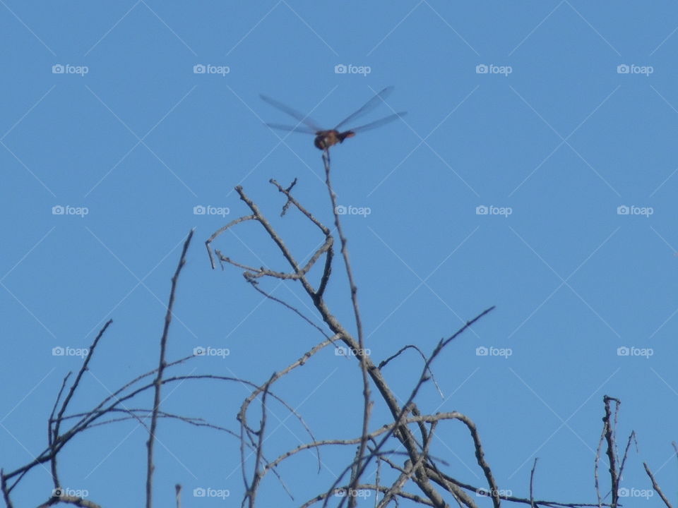 dragon 🐉 fly. This is a picture of a dragon 🐉 fly that I saw while out riding my bike 🚲. 👣 🚶 🏃 🔥 💨