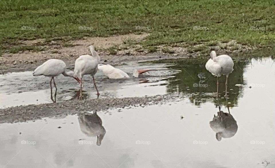 IBIS BATHING