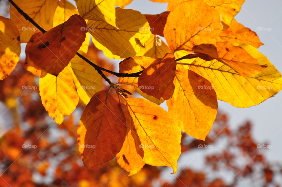 Close-up of bright autumn leafs