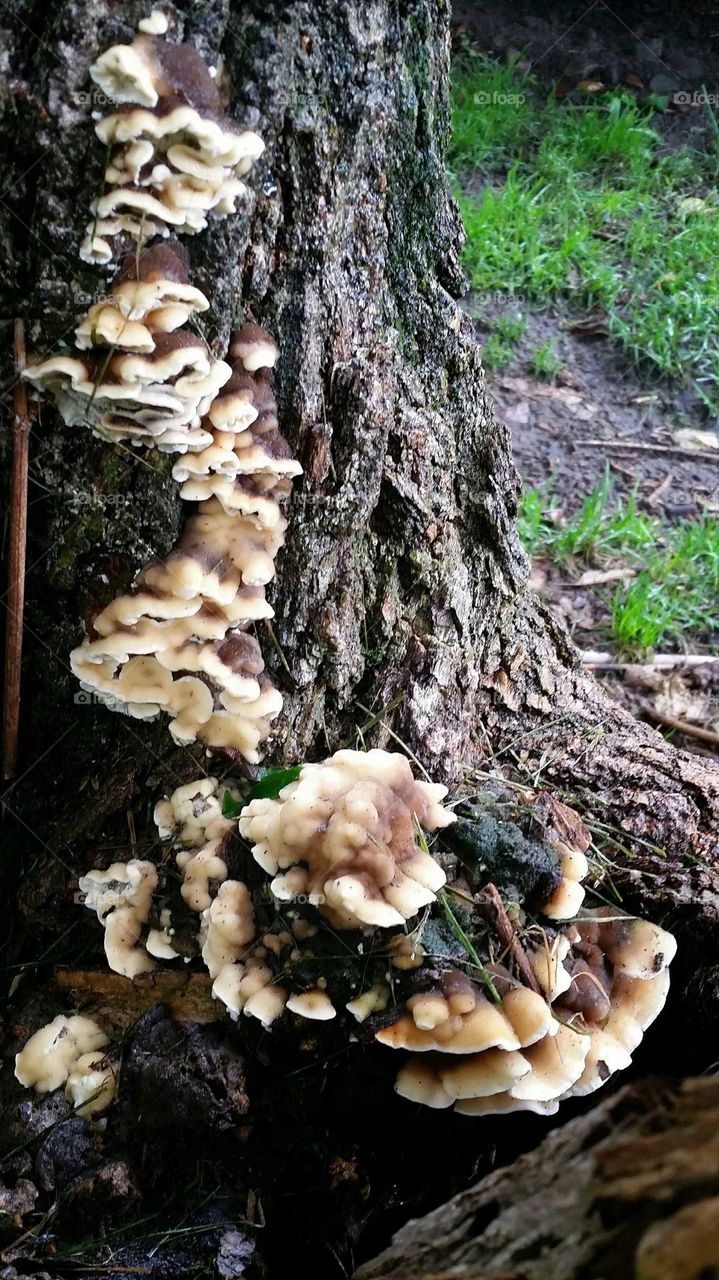 Fungus, Mushroom, Toadstool, Boletus, Wood