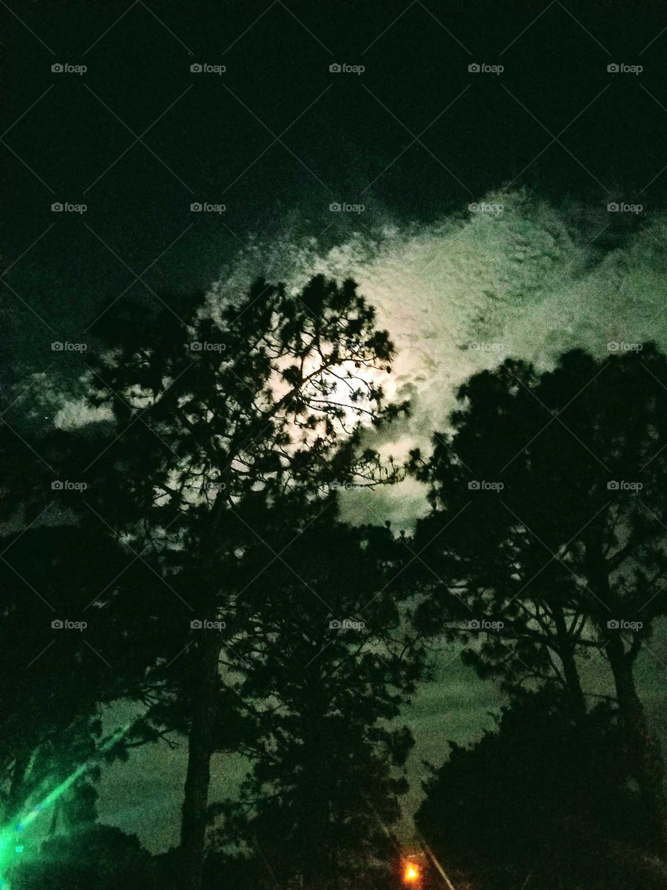 looking at the midnight moon through the pines