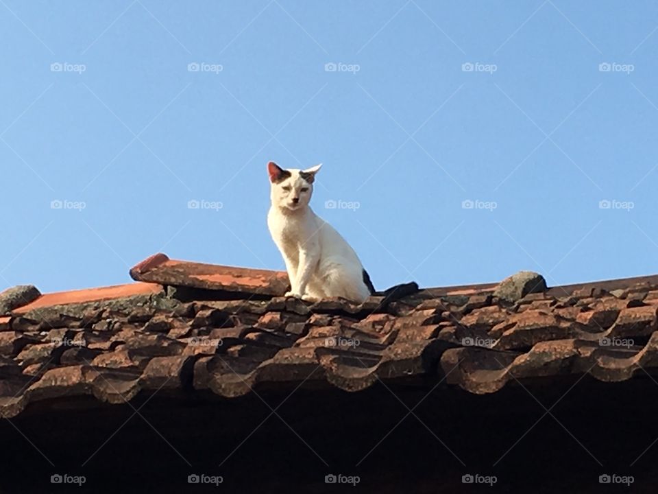 Why this cat going to site on the roof 🤪🤪🤪