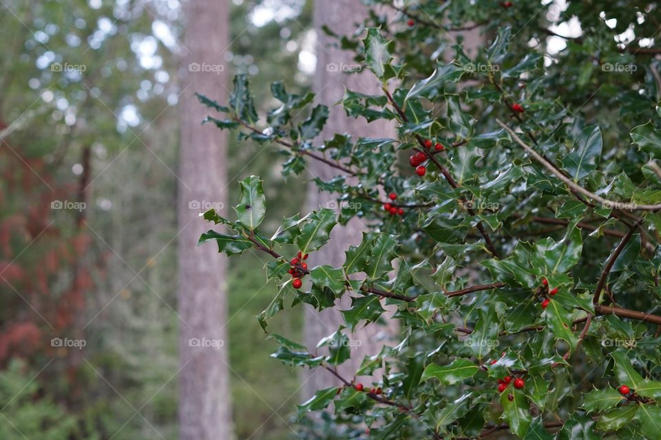 Holly tree