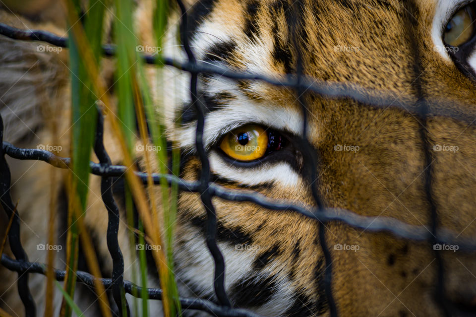 close-up view of a tiger, from behind a grill living in Taigan Zoo. Belogorsk, crimea.