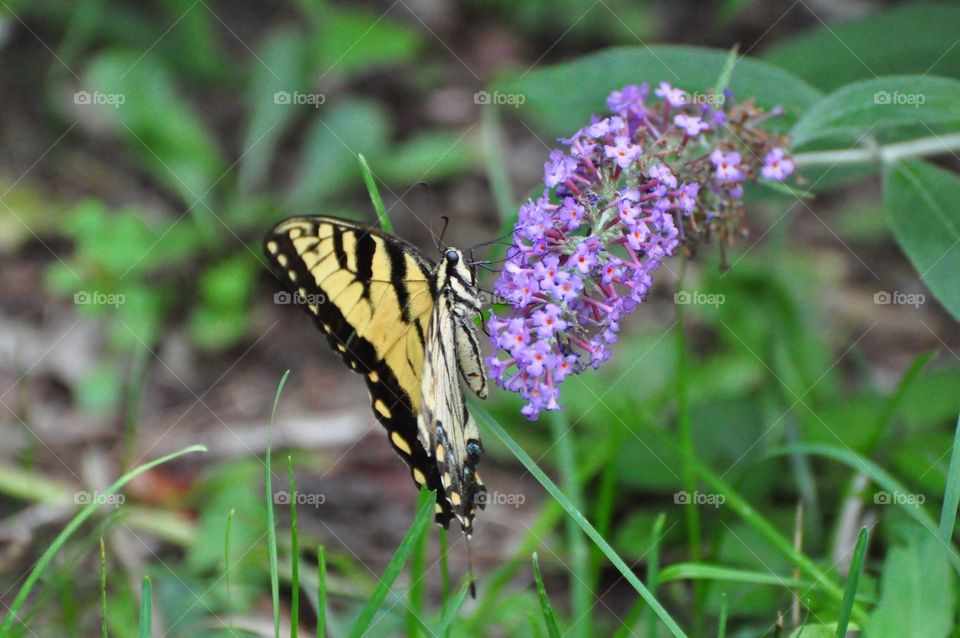 Butterfly 