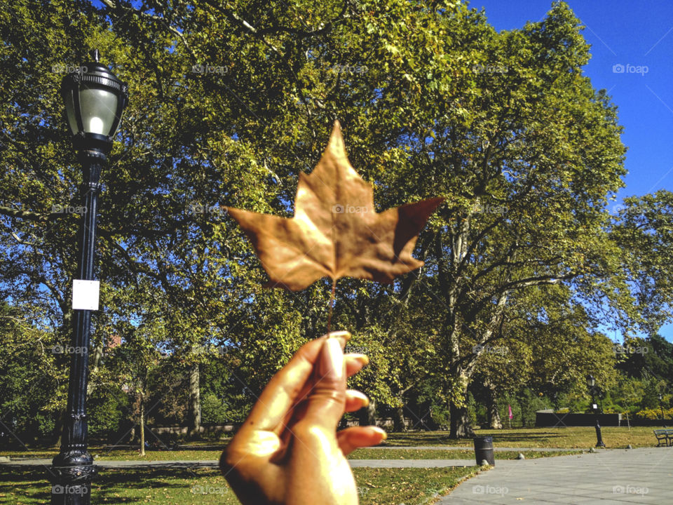 Hand holding a fallen leaf against green trees. 