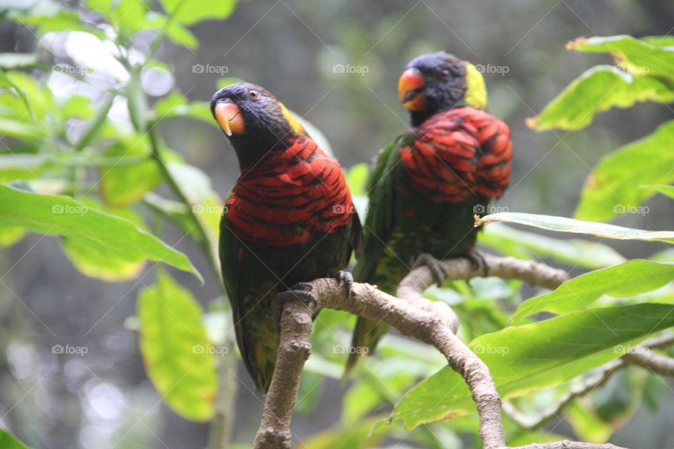 Nature, Bird, Tropical, No Person, Wildlife