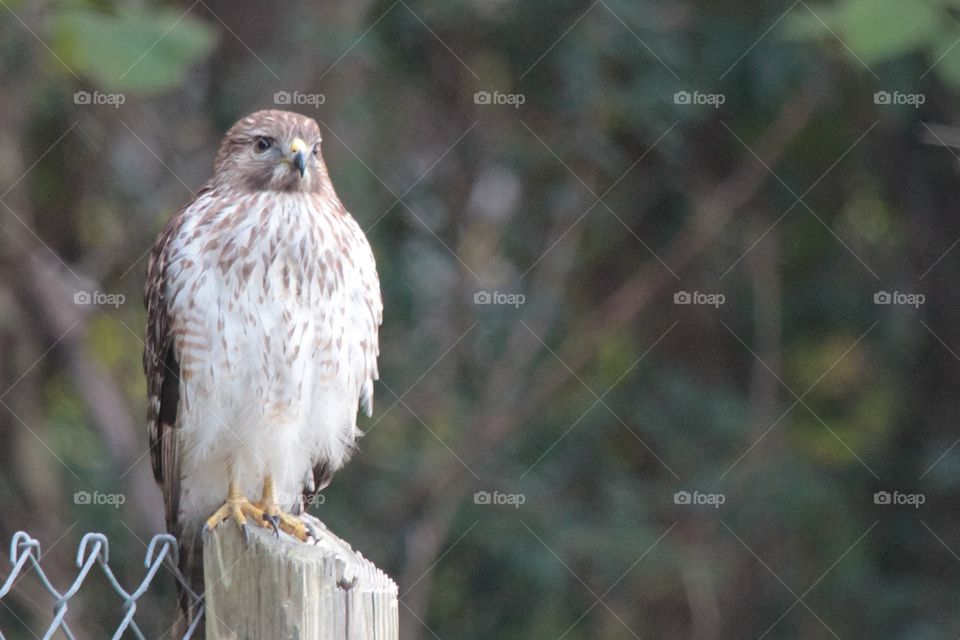 Red shouldered hawk living in the suburbs