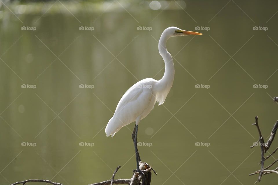 Poser - White Egret