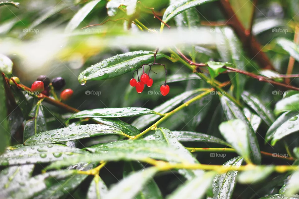 Branch