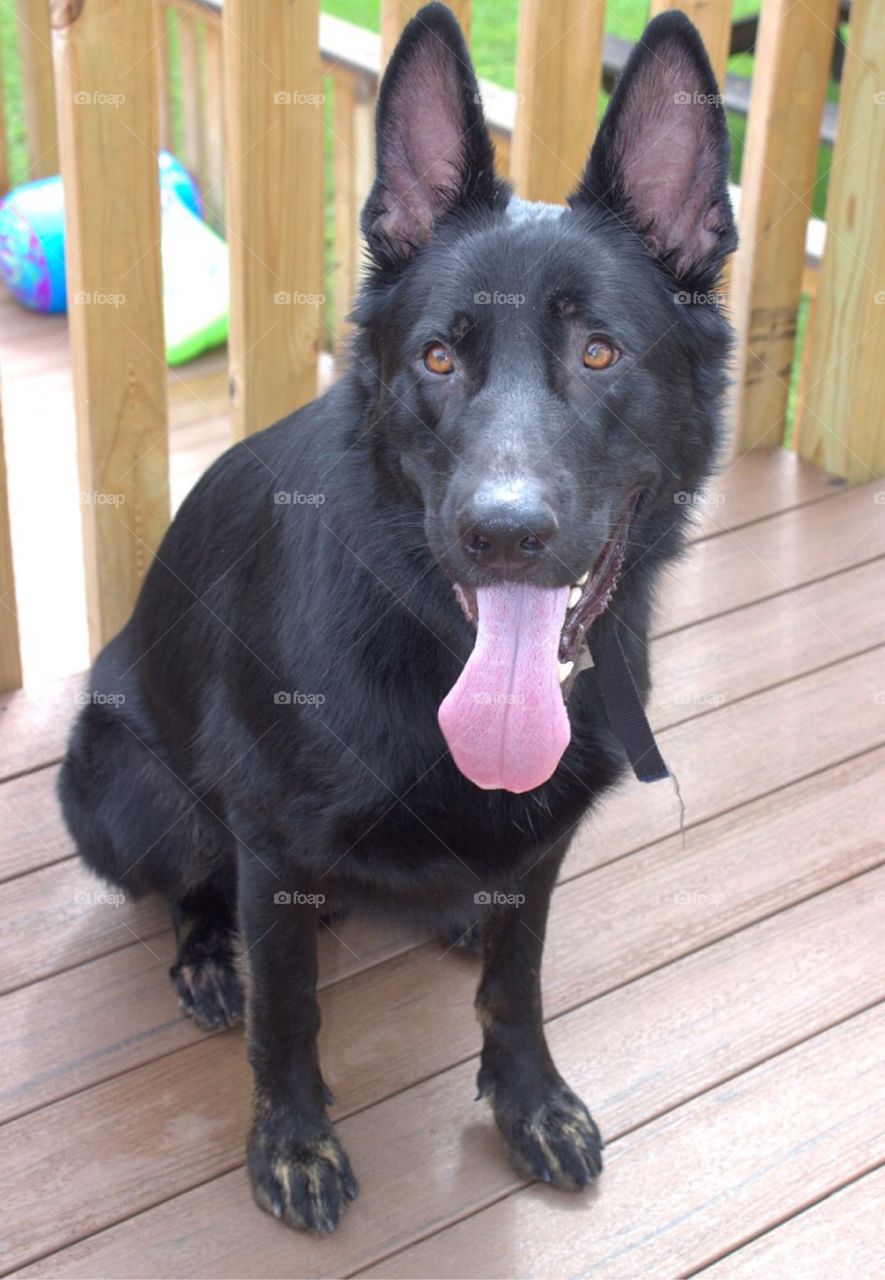 What a long pink tongue you have!