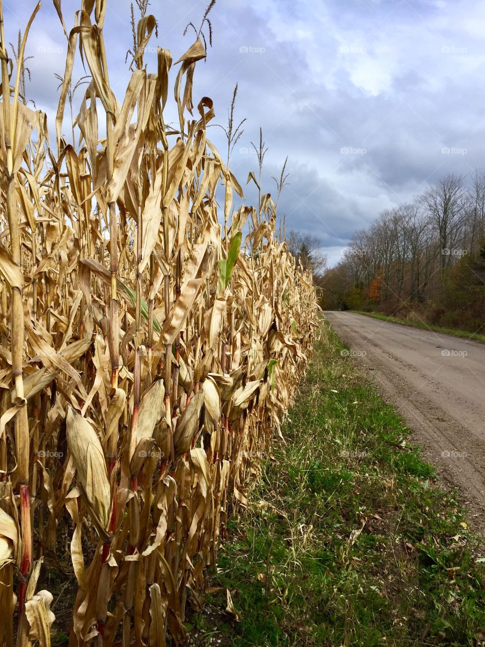 Corn fields 