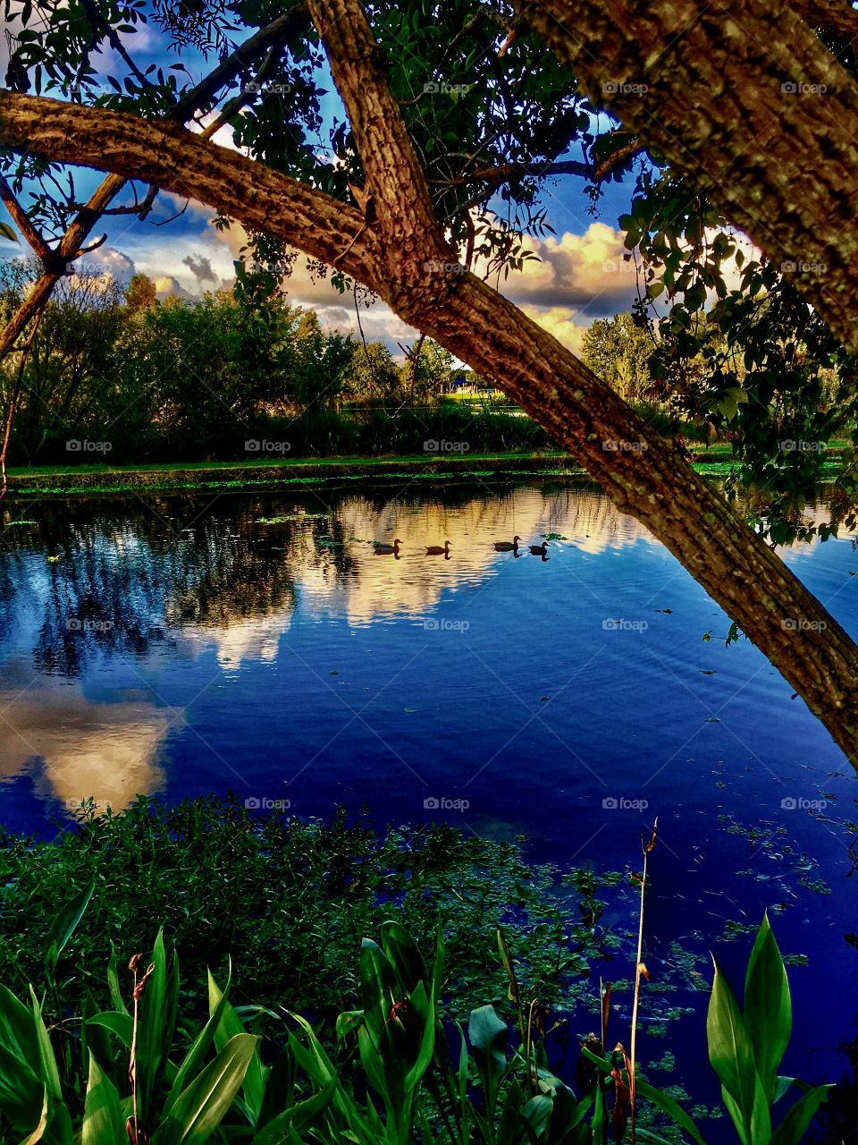 Reflections of clouds and trees upon a beautiful lake with ducks swimming about. 