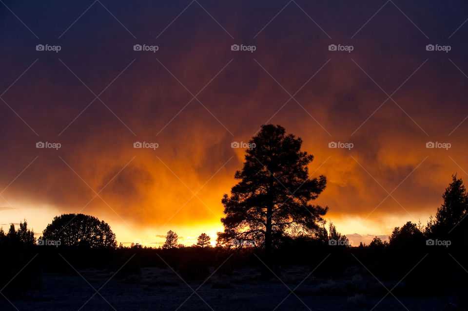 snow trees storm in by arizphotog