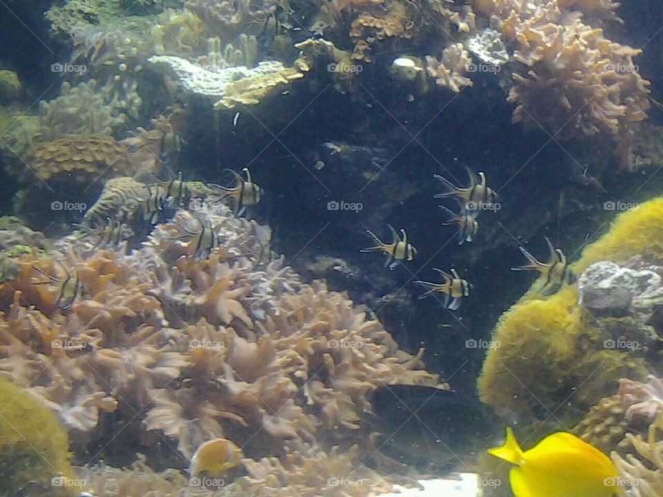 Coral life