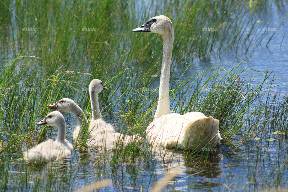 Swans