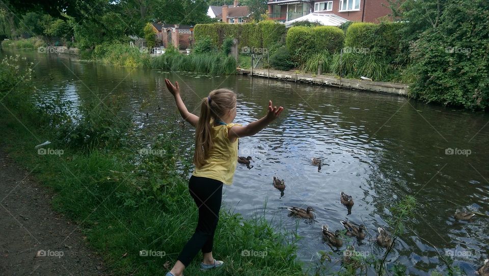 feeding ducks