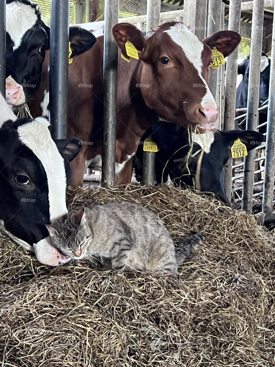 Cat and cow