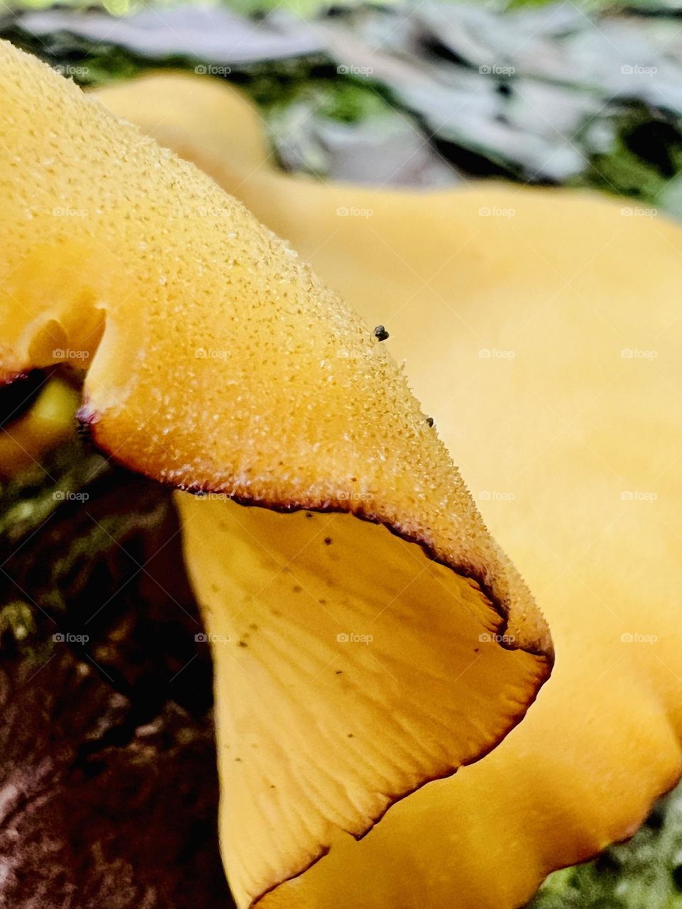 Closeup of the delicate edge and gills of a yellow forest mushroom