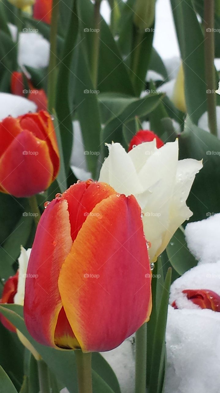 closeup tulips