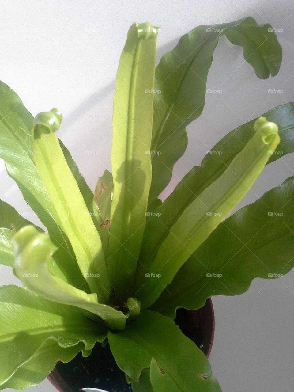 Fern Fronds Unfurling