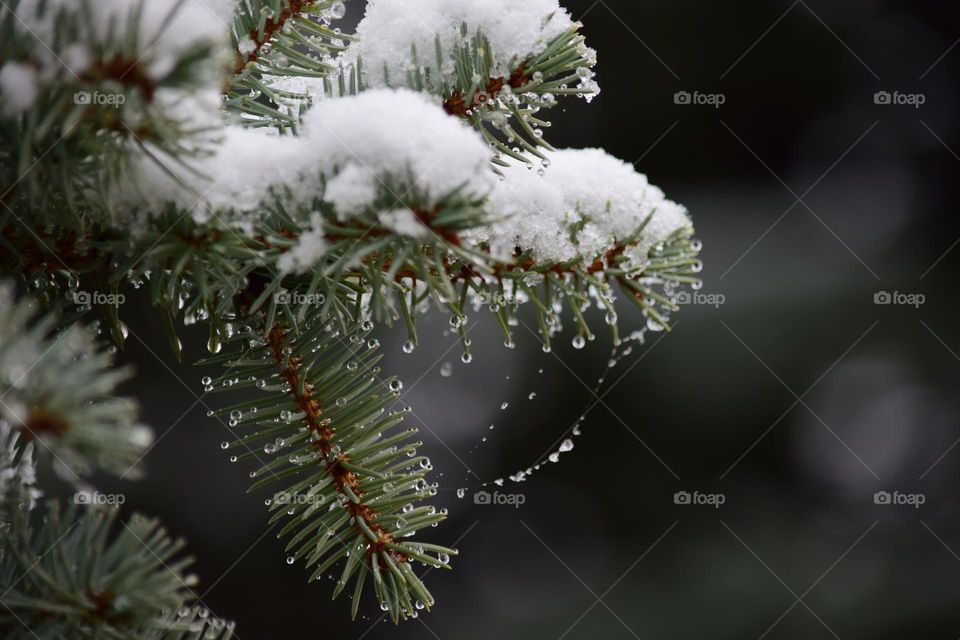 Beautiful close up on a spider web covered in snow 