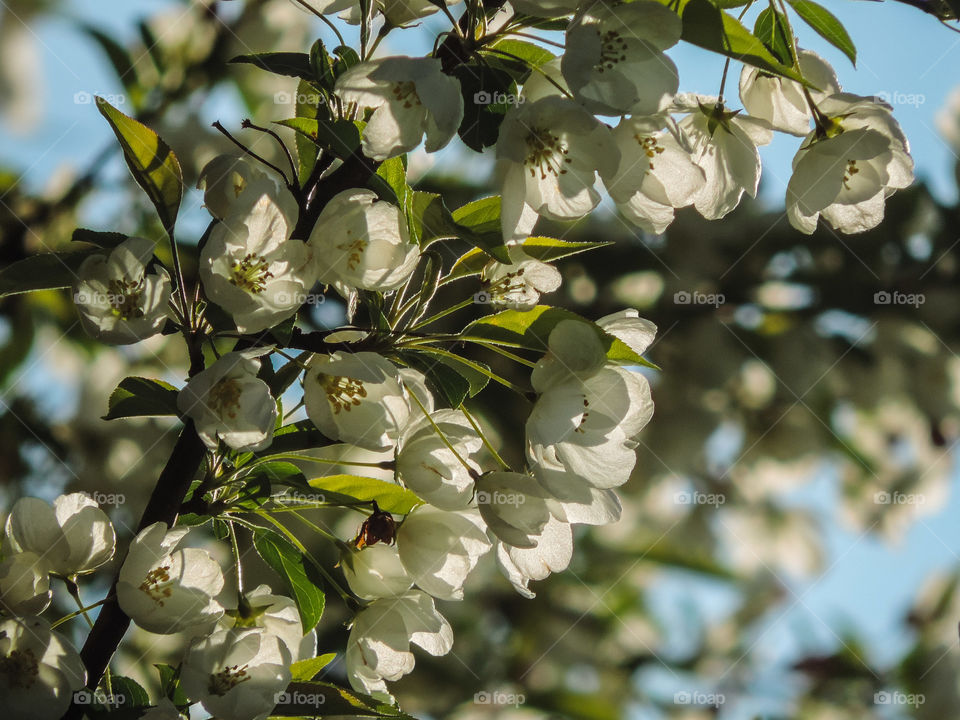 Spring Blossoms