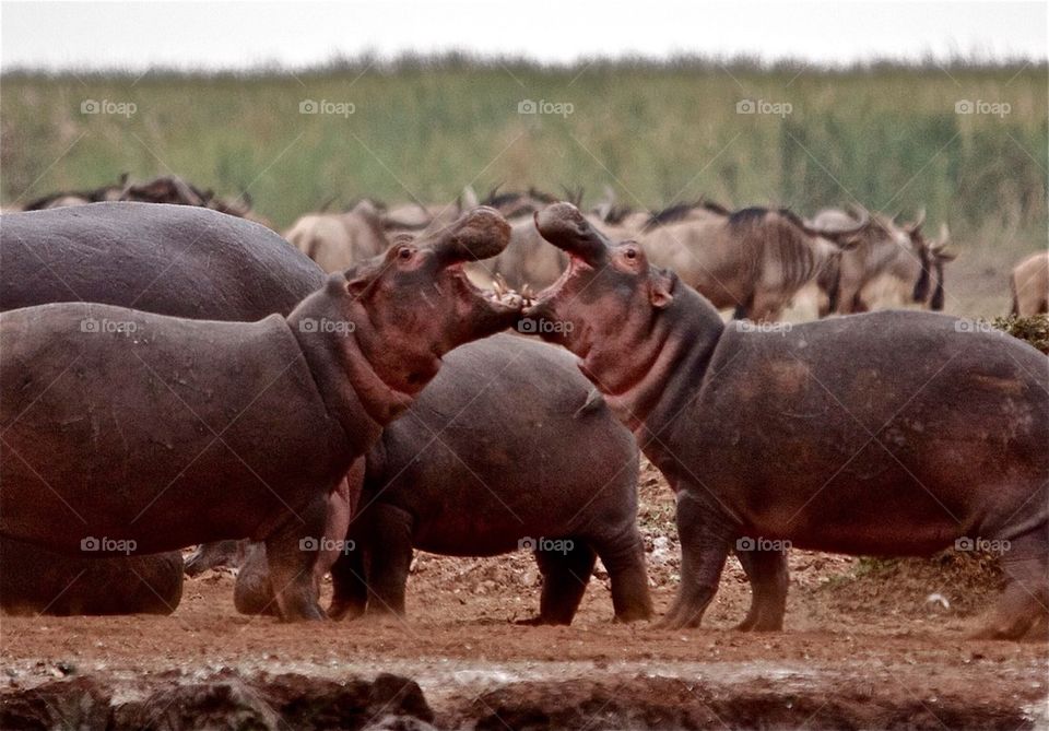 Hippo Standoff