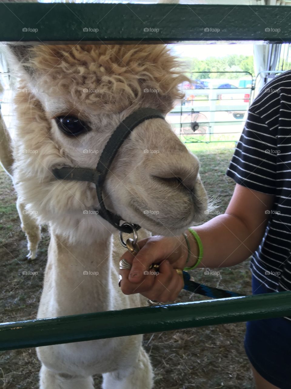 Alpaca
