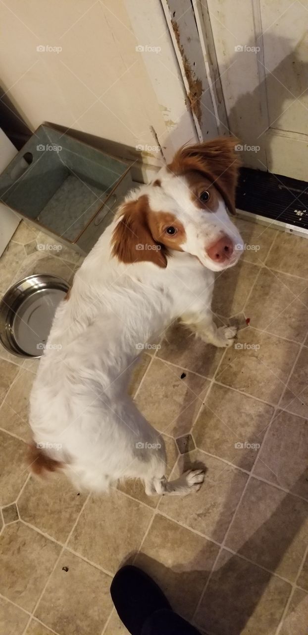 Spring walk with your dog!