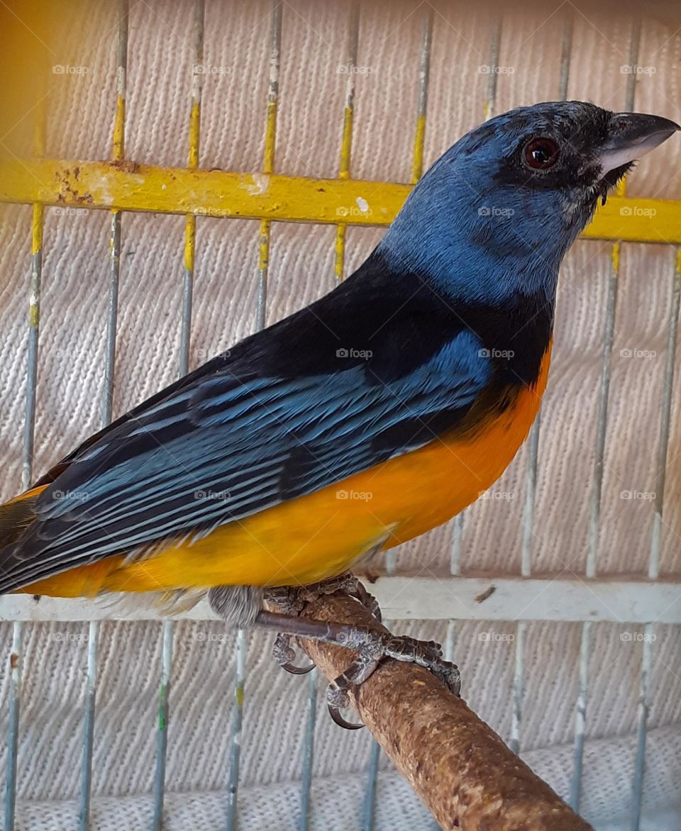 pájaro de colores en jaula