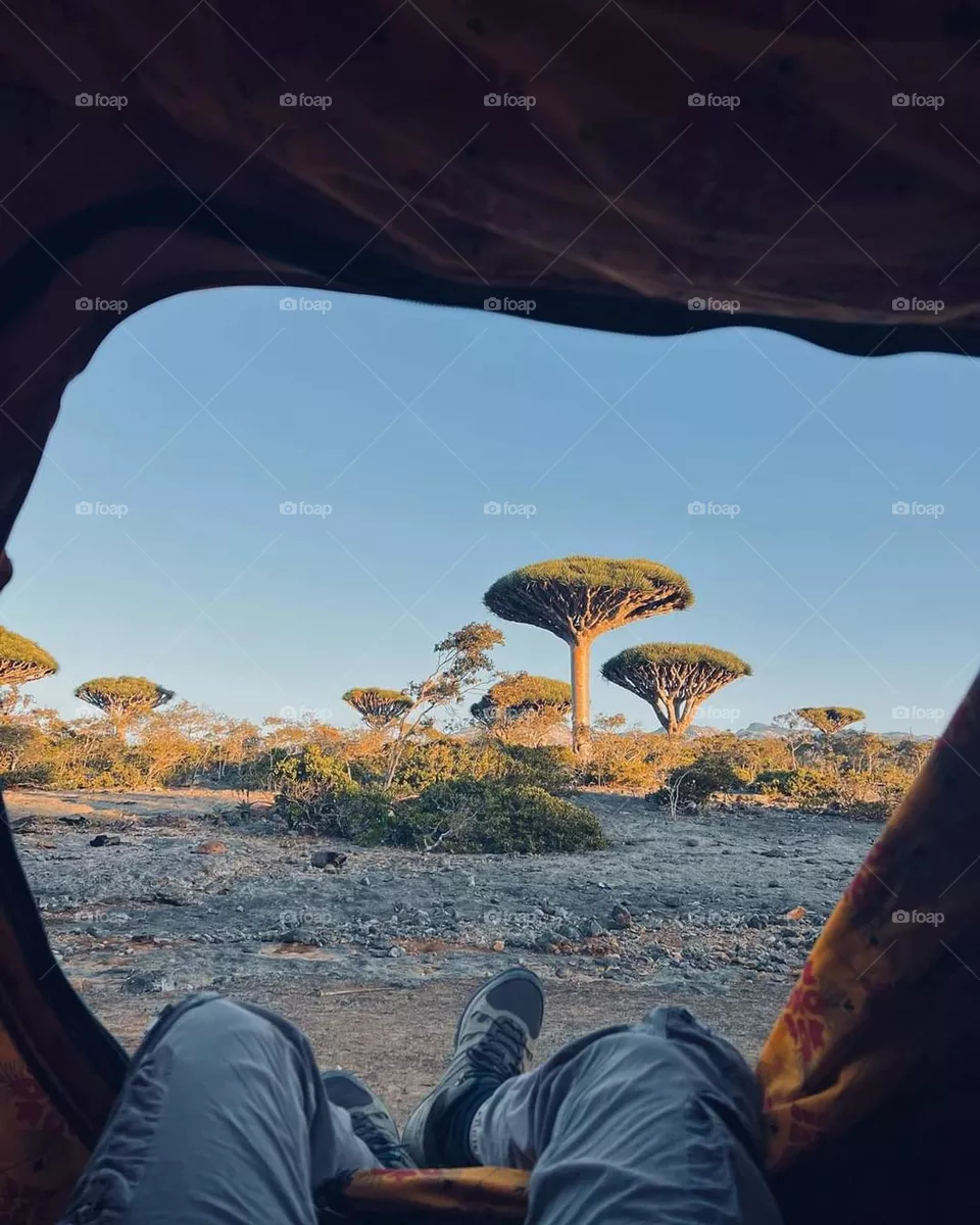 The tree of the blood of the two brothers, Socotra, Yemen