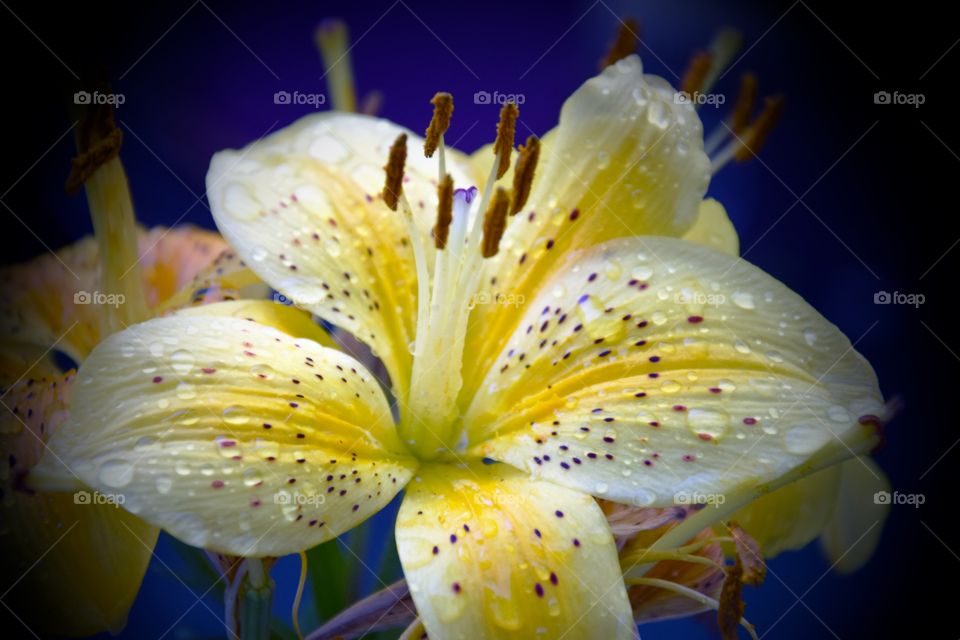 Raindrops on the lily flower