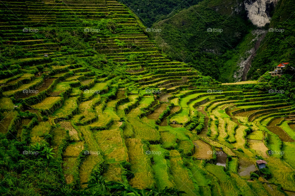 Rice farm