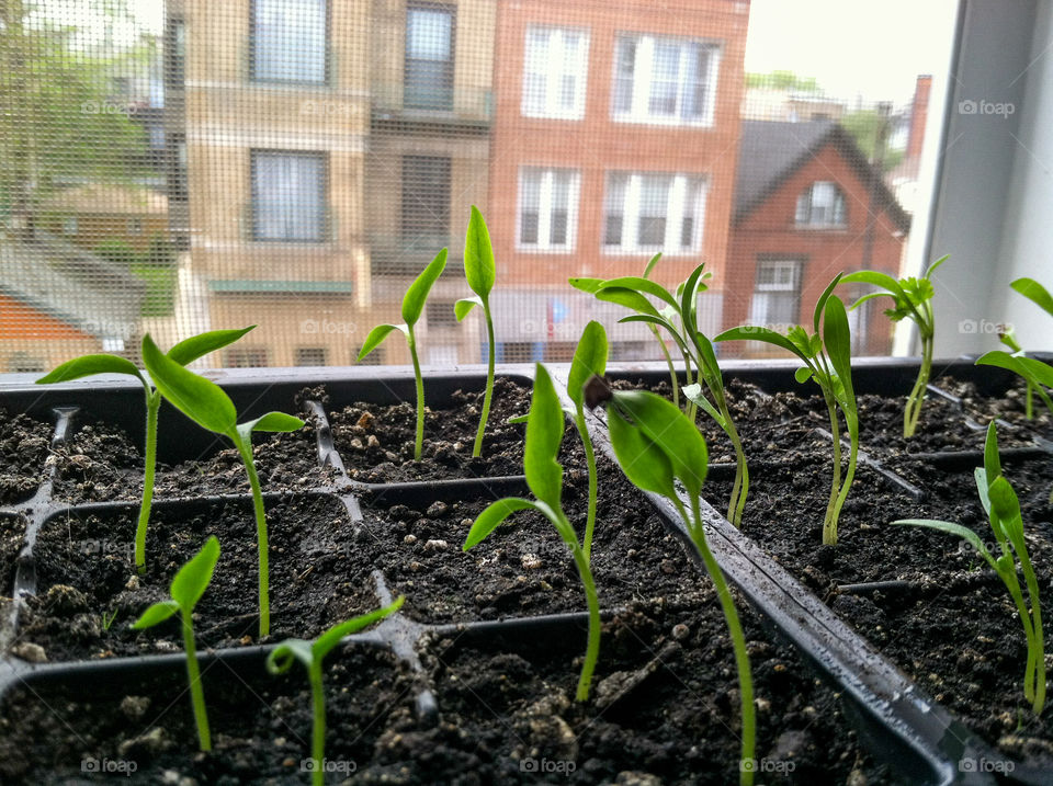 Seedlings started indoors