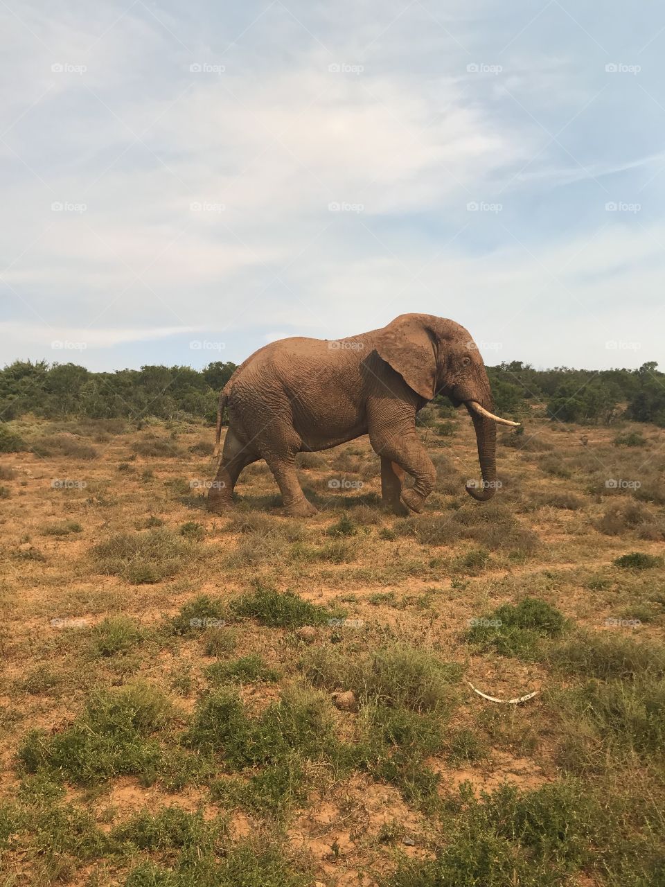 African elephant walking the savanah