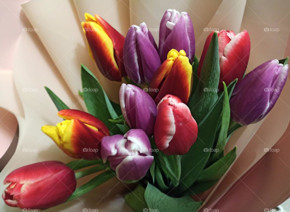 Tulips, Multicolored tulips, Flowers, Color, multicolor