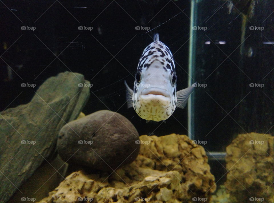 Fish
in aquarium
posing for the photo