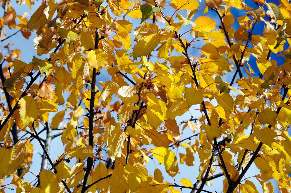 Full frame shot of yellow leaves growing on tree in Berlin, Germany.