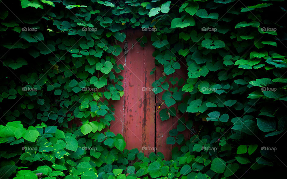 exploring I found an abandoned house middle of nowhere so I thought I'd be a good idea to take this photo of the door to show how much Wildlife is growing around us it's beautiful the result of the photo is stunning