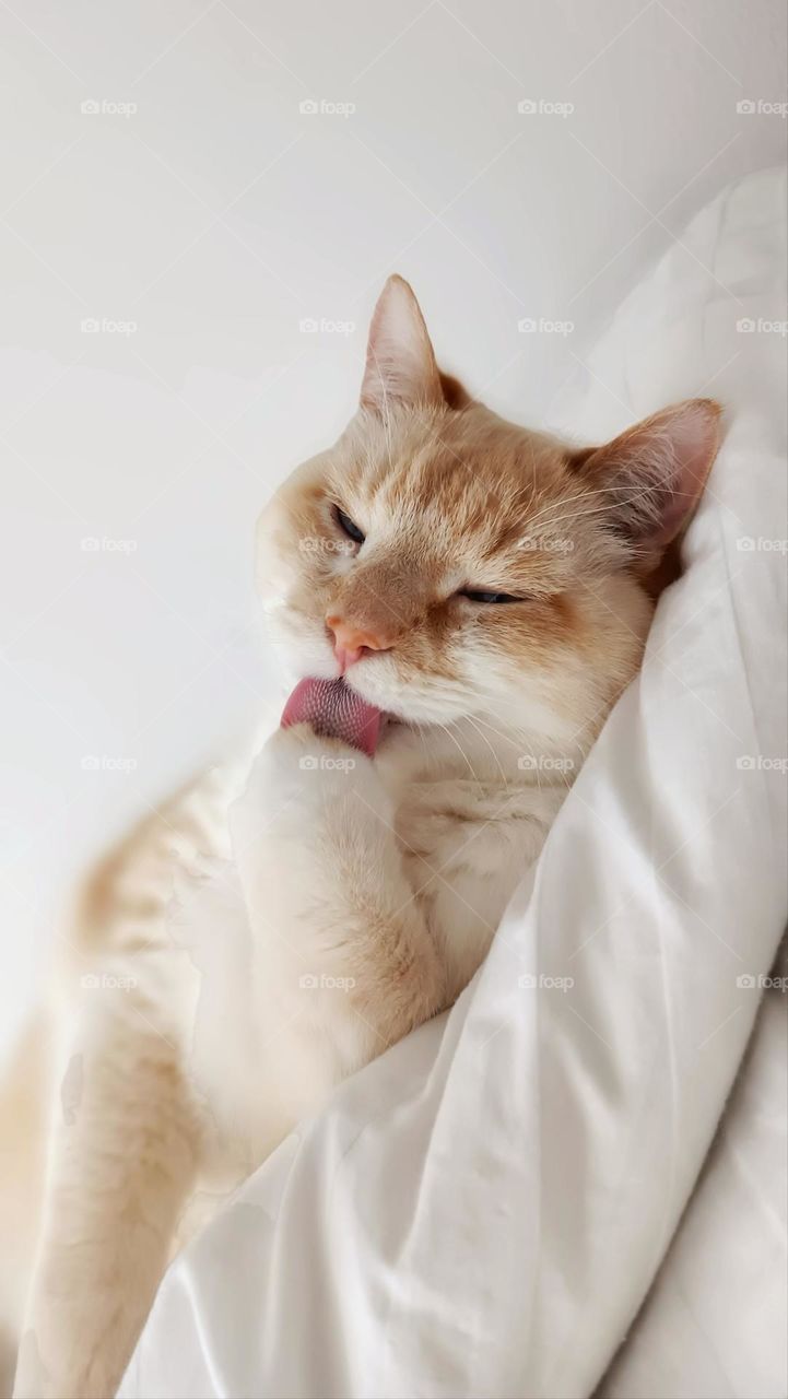 Ginger cat licks paw