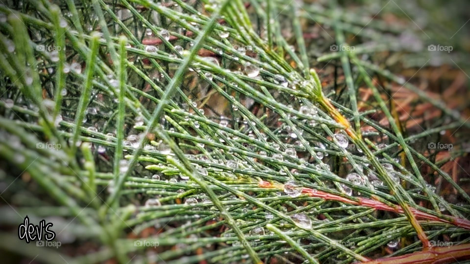 The sky drops sad ears, the few, the sick, who do not really wash away sins, let alone memories