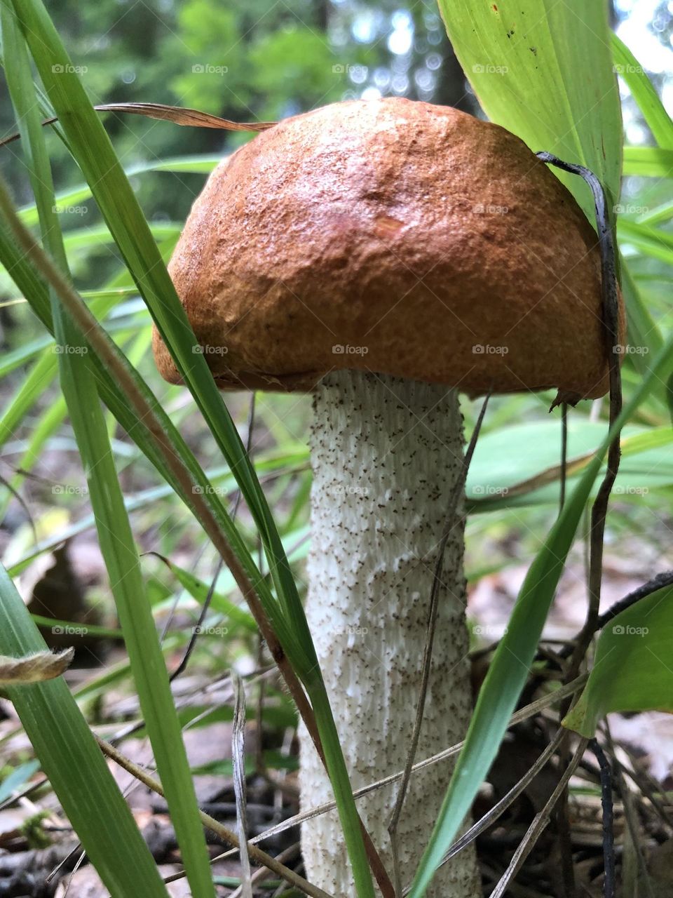Brown mushroom growing in the forest
