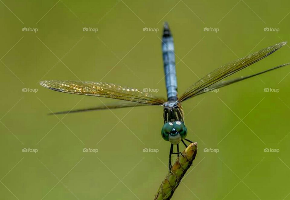 Dragonfly on twig